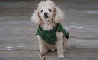 Toy Poodle