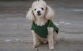 https://www.caninejournal.com/wp-content/uploads/toy-poodle-jpg.webp