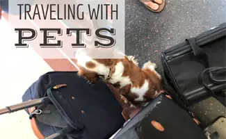 Dog sitting next to luggage (caption: Traveling With Pets)