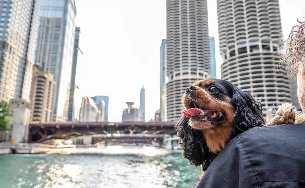 cavalier king charles spaniel dog goes for a walk in the city, downtown Chicago, in the Loop
