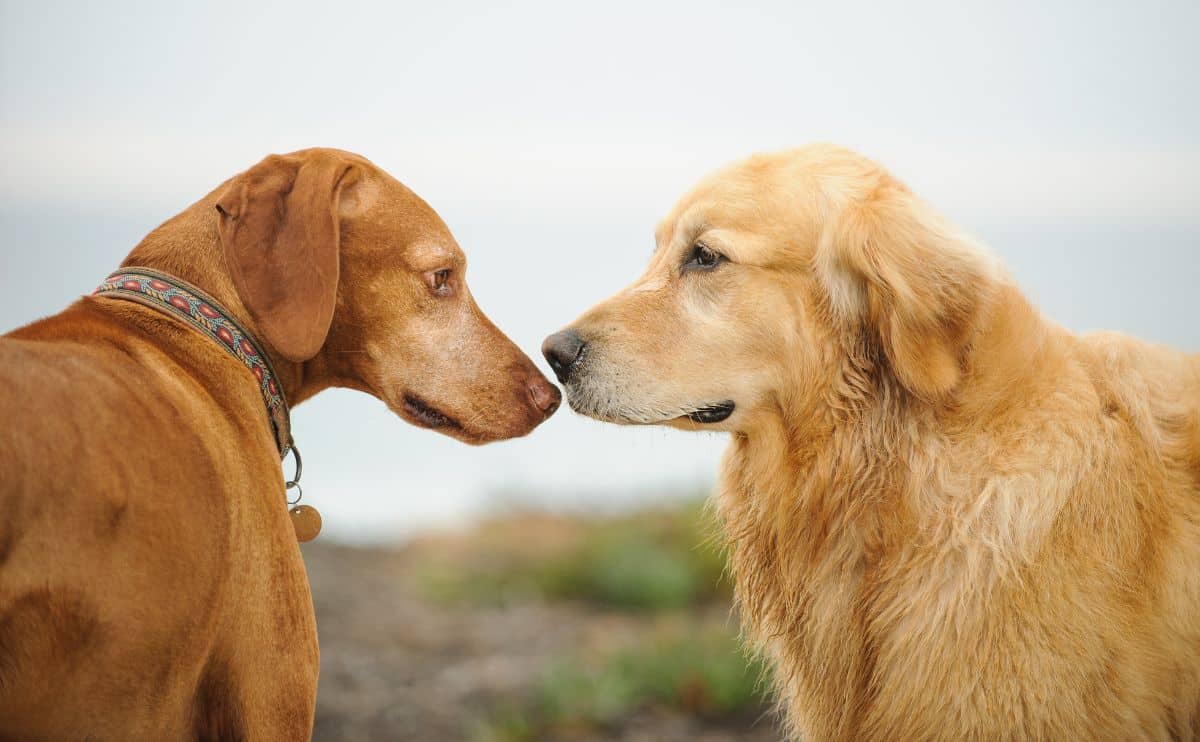 Brown mixed breed dog and older Golden Retriever dog touching noses looking at each other close up outside