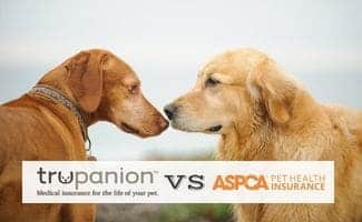 Golden Retriever dog and Vizsla dog saying hello and sniffing noses (Caption: Trupanion vs ASPCA)