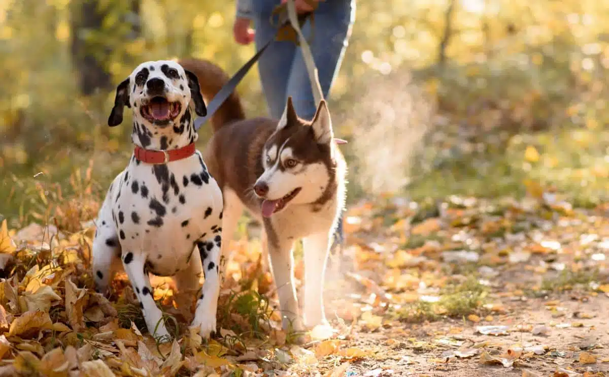 Dalmatian and a Husky dogs on a walk on a trail on leashes with owner holding them sitting in the fall leaves