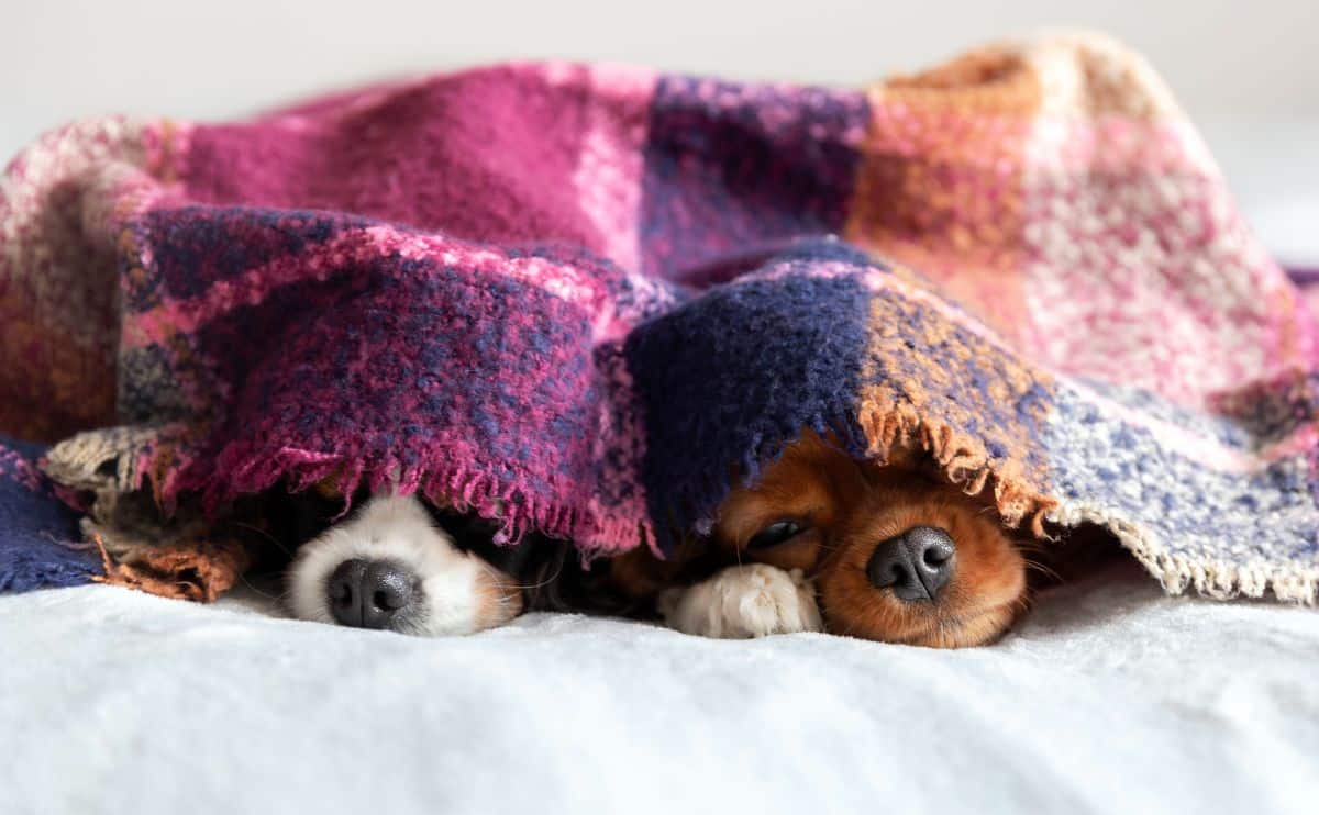 2 Cavalier dogs with their snouts peeking out of a purple blanket laying on a bed