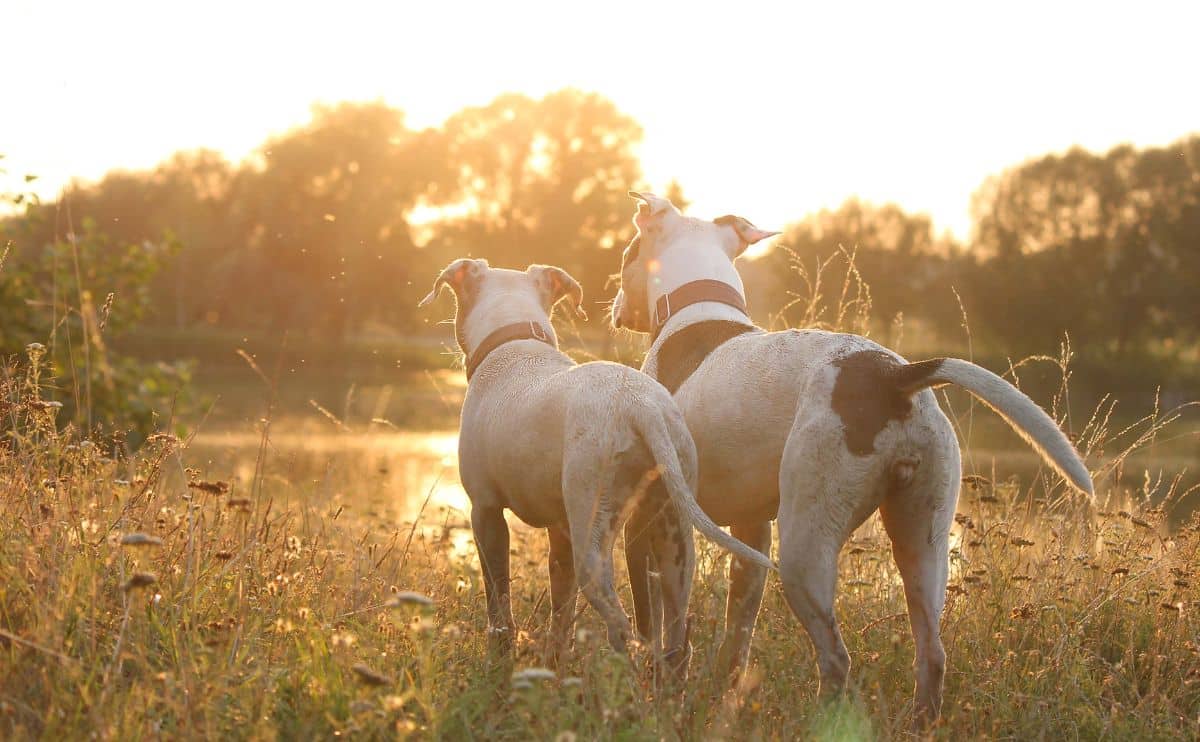 Two Bully-mixed breed dogs standing in a field looking away from camera into the sunset