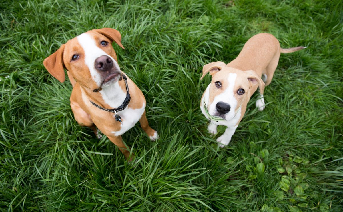 2 spotted dogs looking up at the camera sitting in the grass off leash