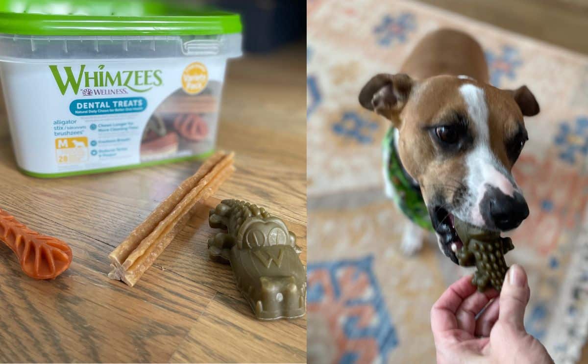 A tub of Whimzees dental sticks with 3 kinds of variety pack and dog chewing on one next to it.