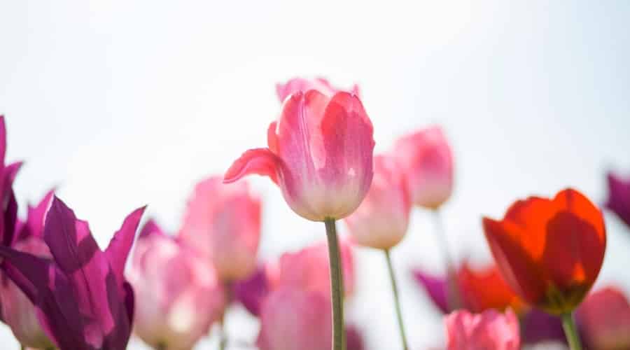 Tulip Flowers Up Close