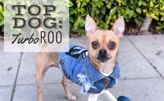 Interview with TurboRoo the Two-Legged Chihuahua