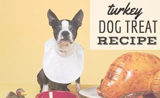 are turkey bad for dogs