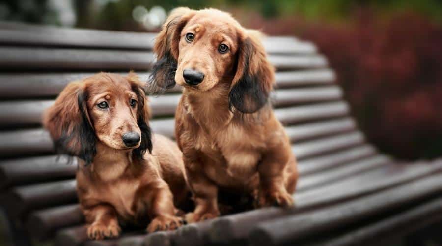 two adorable dachshund puppies posing together on a bench