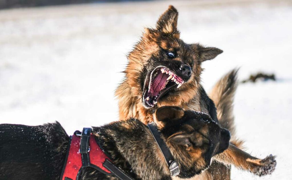 Two aggressive dogs fighting in the snow.