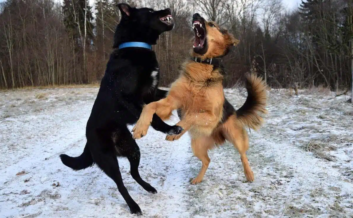 two aggressive dogs fighting outside in snow dusted field