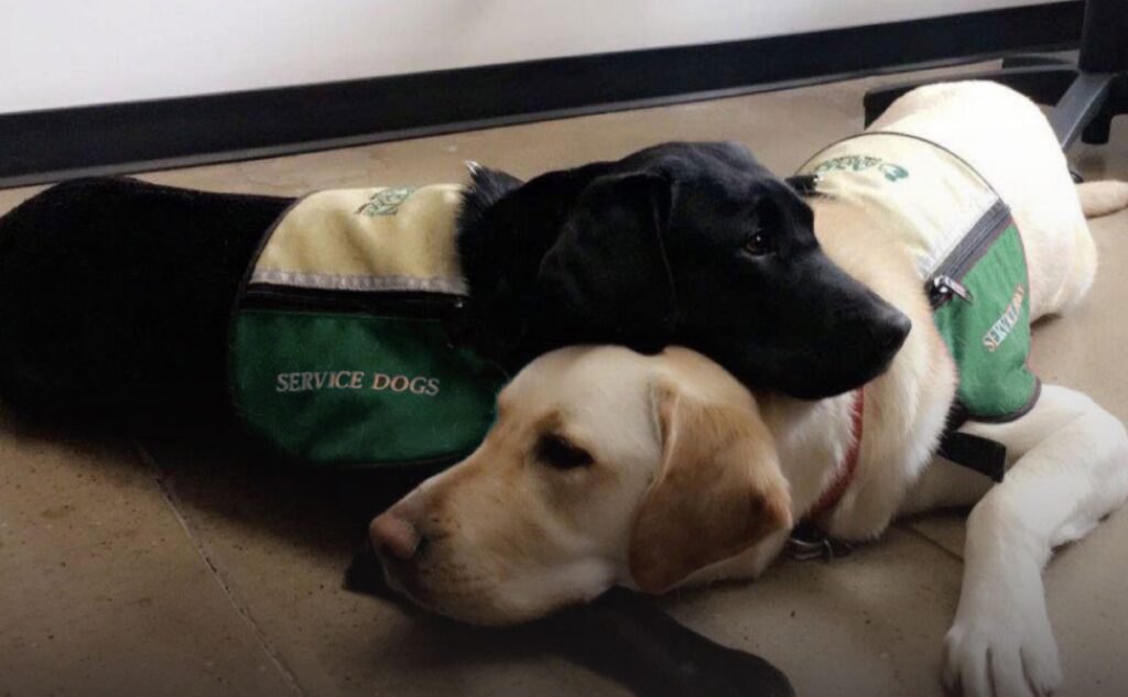 Two Aspen service dogs laying on ground.