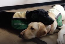 Two Aspen service dogs laying on ground.