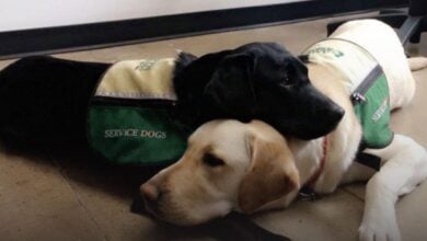 Two Aspen service dogs laying on ground.