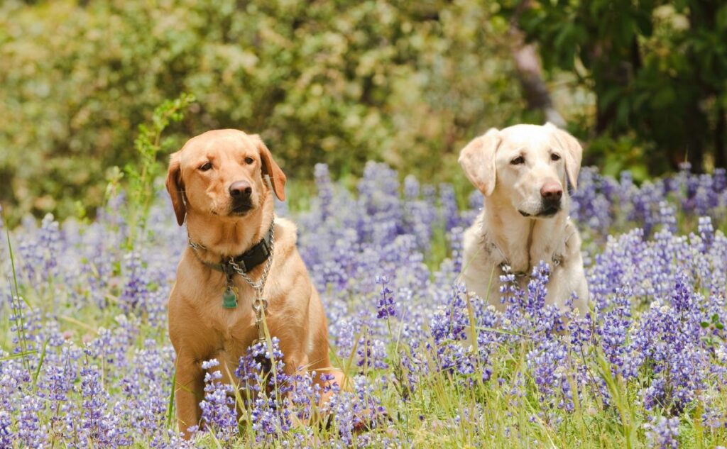 Two brown lab dogs sitting in a lavender field.