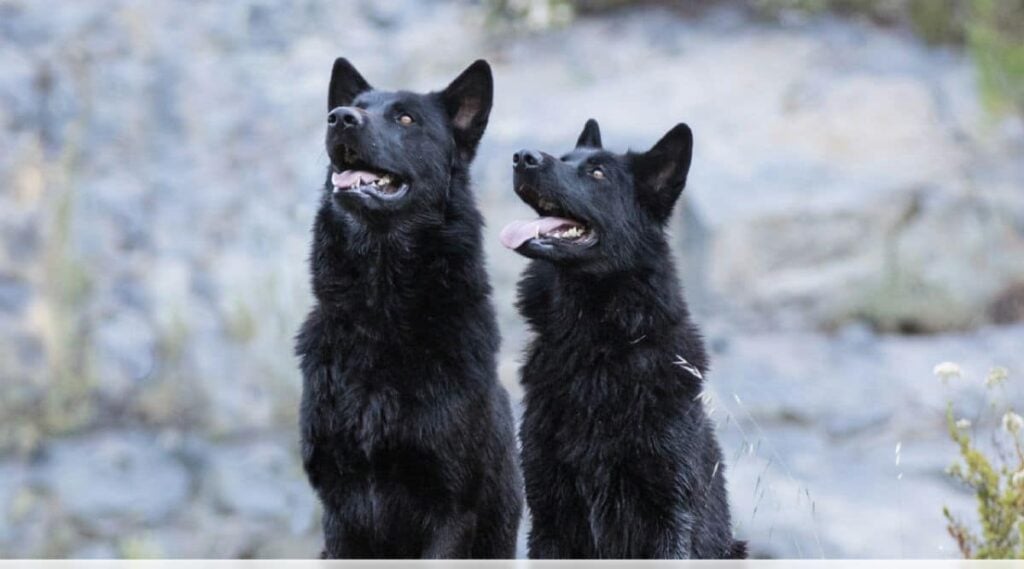 two calupoh dogs sitting outside