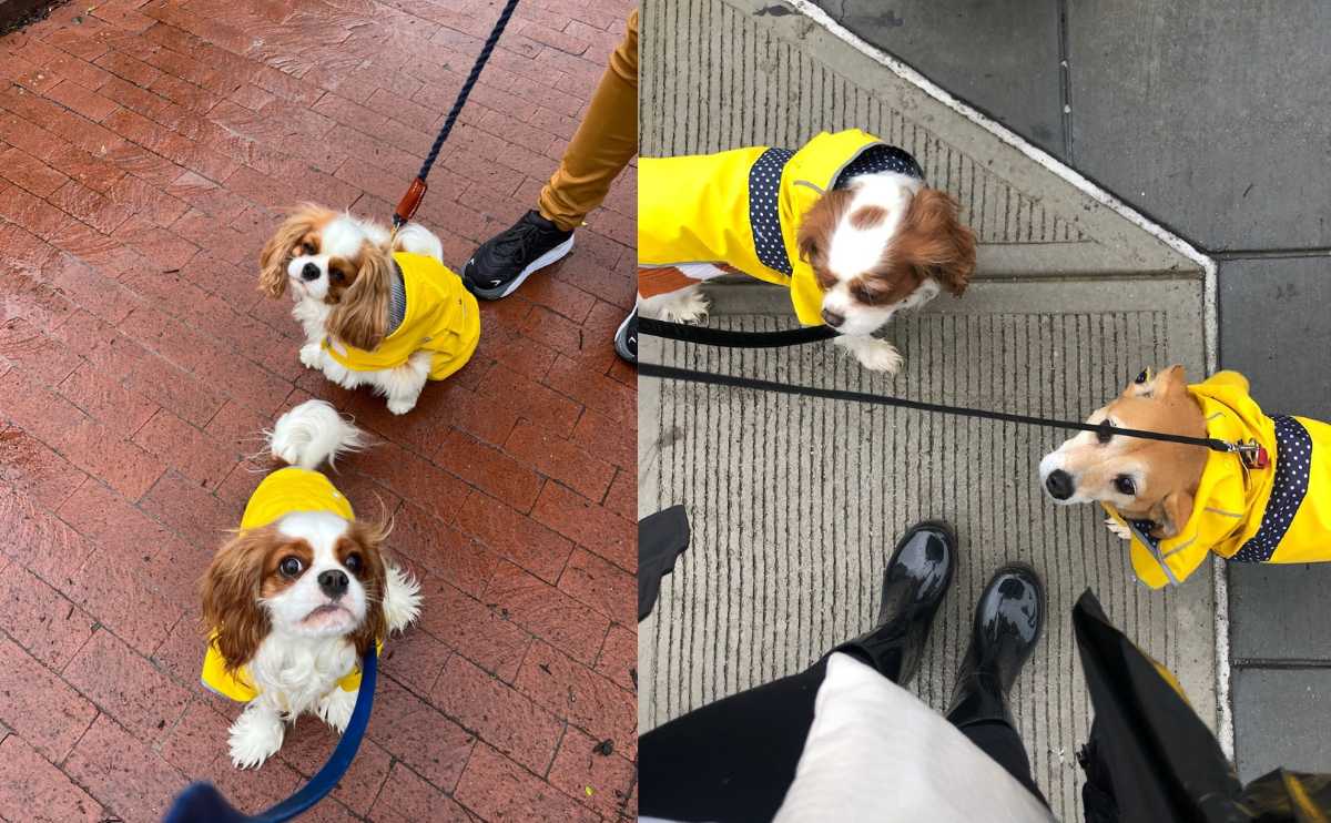 Two cavalier dogs in yellow rain jackets walking in rain.