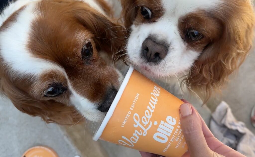 Two Cavalier King Charles Spaniels eating Ollie ice cream from container.