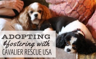 Cavalier Rescue USA Two Cavalier dogs on sofa (caption: Adopting & Fostering With Cavalier Rescue USA)