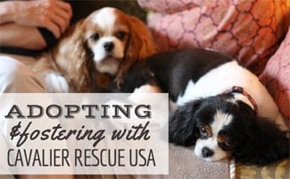 cavalier king charles spaniel puppies for adoption near me