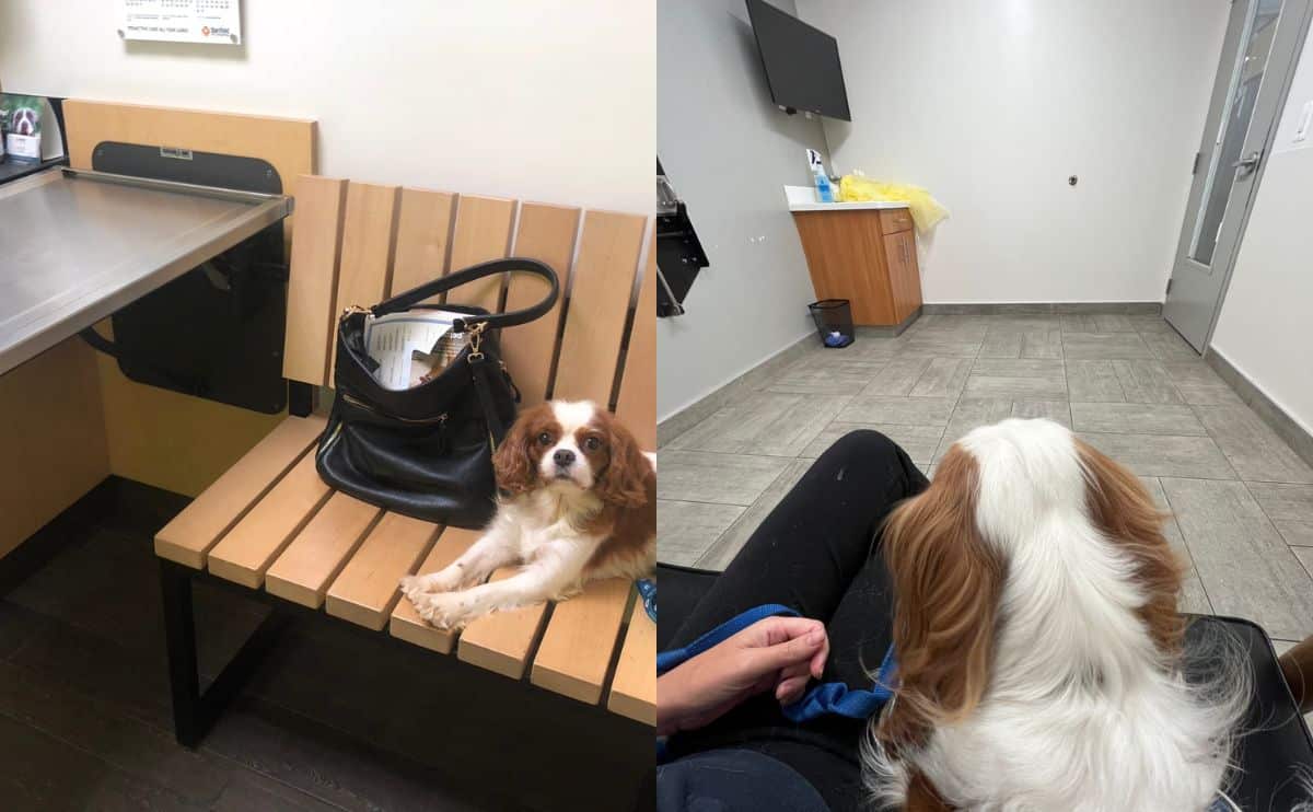 two cavaliers sitting at the vet waiting