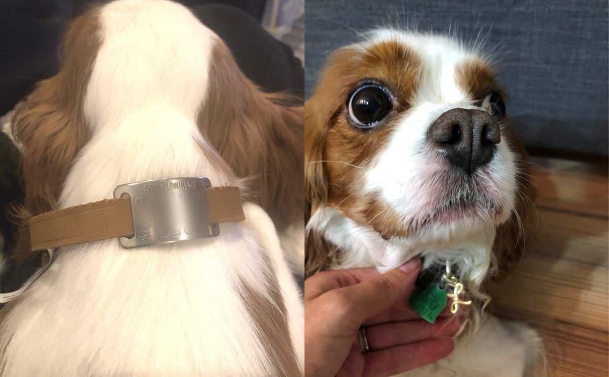 two cavaliers with ID tags on collar