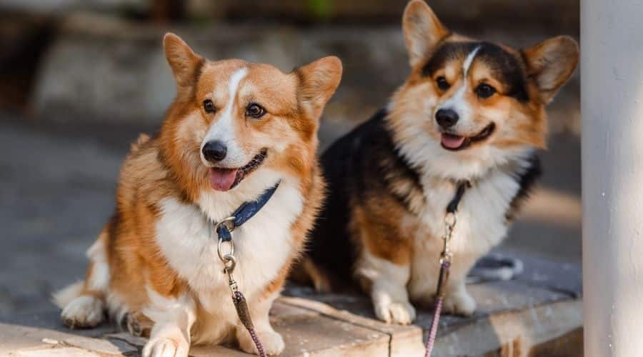 Two Corgi dogs outside.