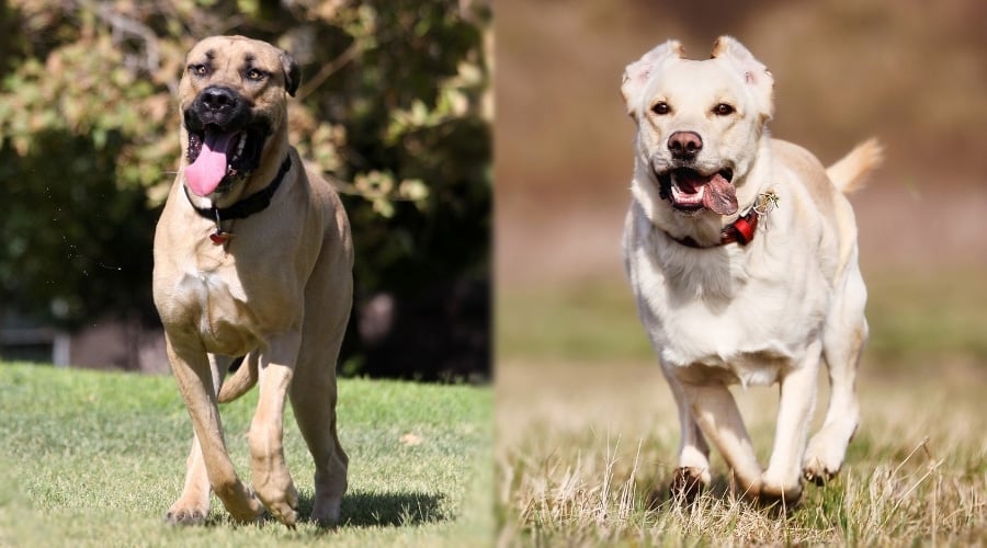 two different tan dogs running