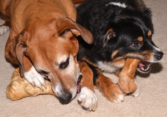 two dogs chewing on ware real wood gorilla chew toys