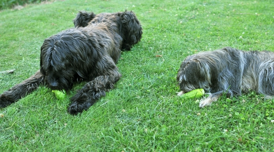two dogs eating cucumbers on grass