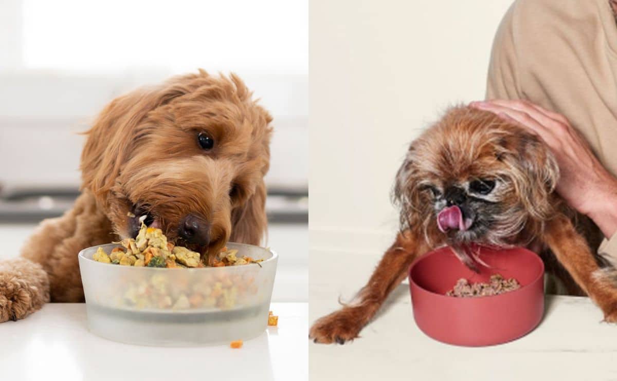 two dogs eating ollie and nom nom on a table out of their bowls