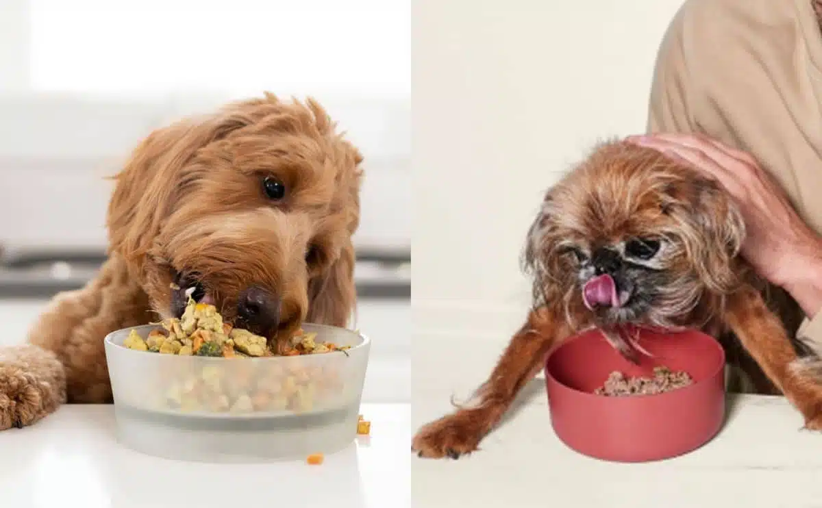 two dogs eating ollie and nom nom on a table out of their bowls