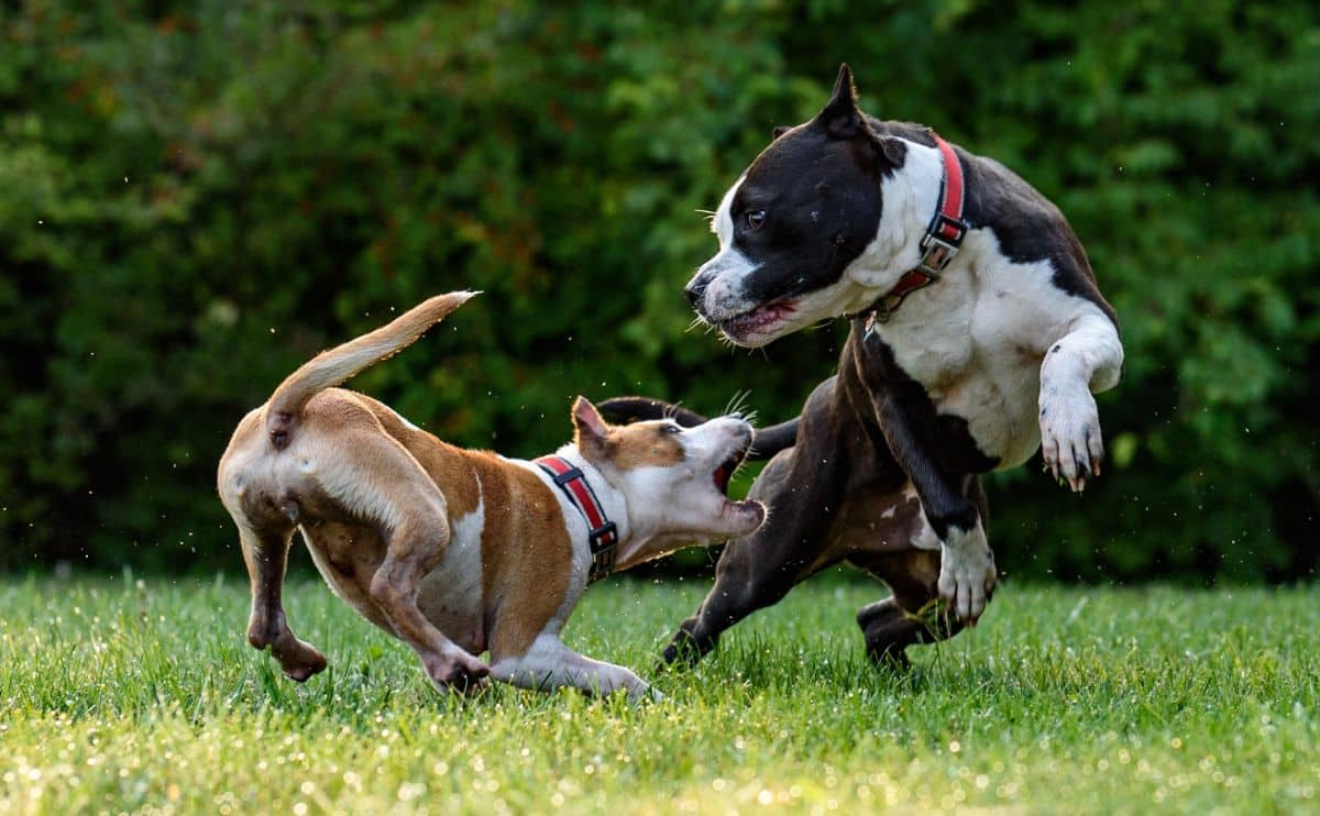 two dogs fighting in grass about to bite each other