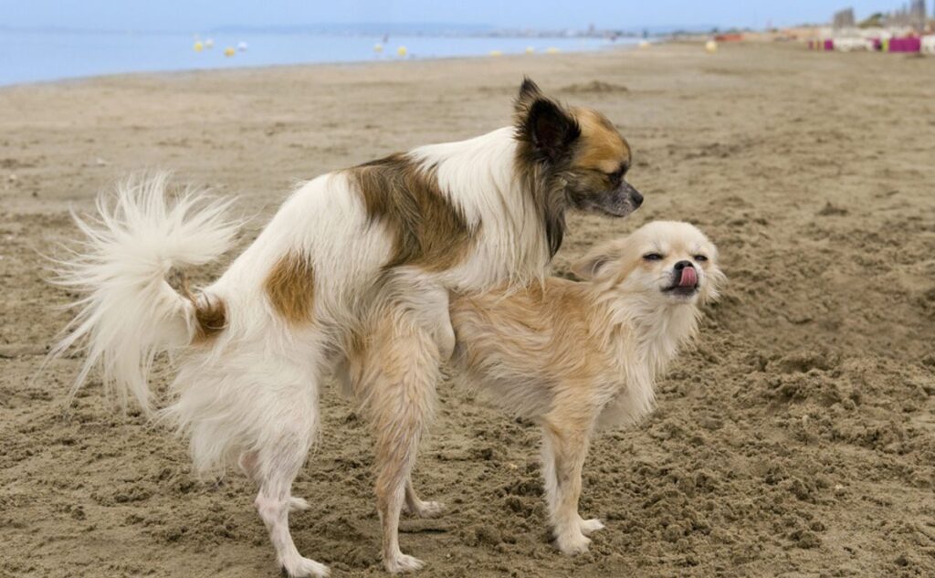 Two dogs hump on the beach.