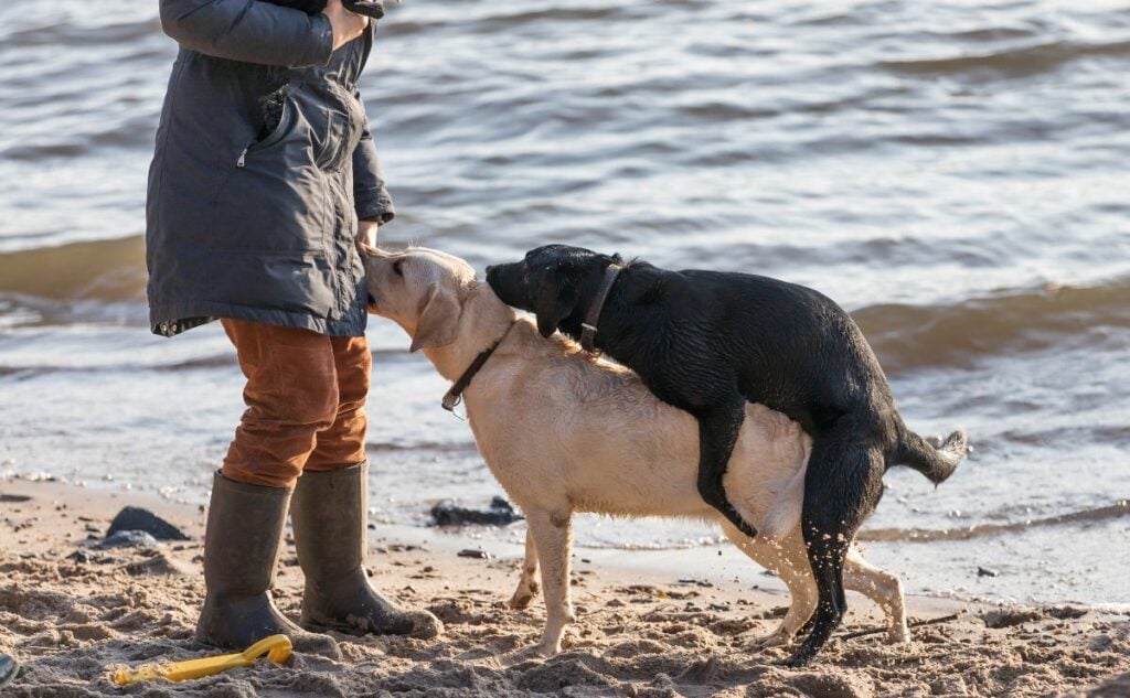 Two dogs humping on a beach with a woman standing next to them.
