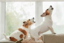 Two dogs in an window, howling, guarding, and barking at what they see outside.