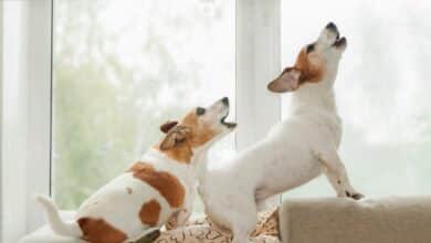 Two dogs in an window, howling, guarding, and barking at what they see outside.