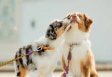 Two dogs kissing.