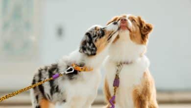 Two dogs kissing.