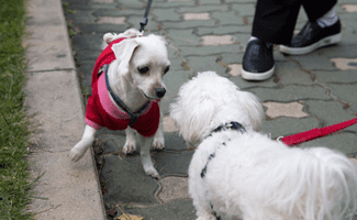 Two small white dogs introducing each other on leashes on trail