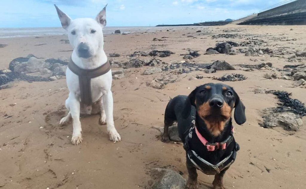 Two dogs on the beach, one is a Dachshund named Chips.