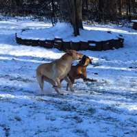 Bella y Lily en la nieve de Carolina del Norte