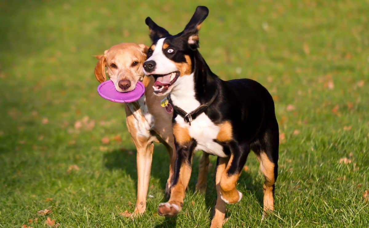 two dogs playing with a pink frisbee in the grass