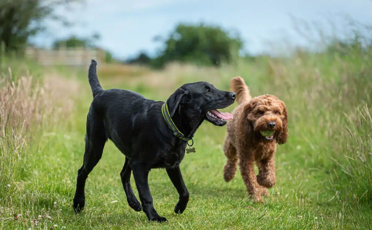 two dogs running in a field