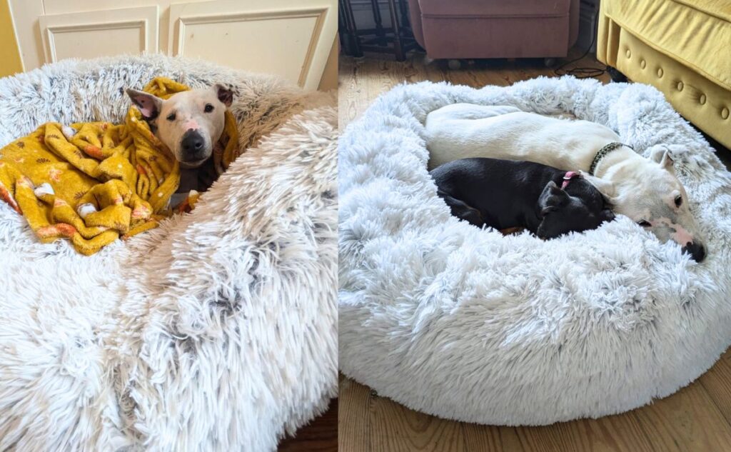 Two dogs side by side in Best Friends by Sheri dog bed.