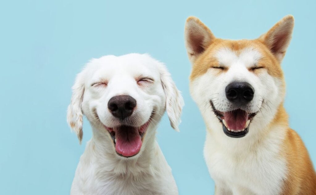 Two dogs smiling.