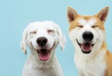 Two dogs smiling.