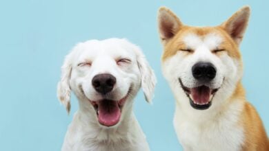 Two dogs smiling.